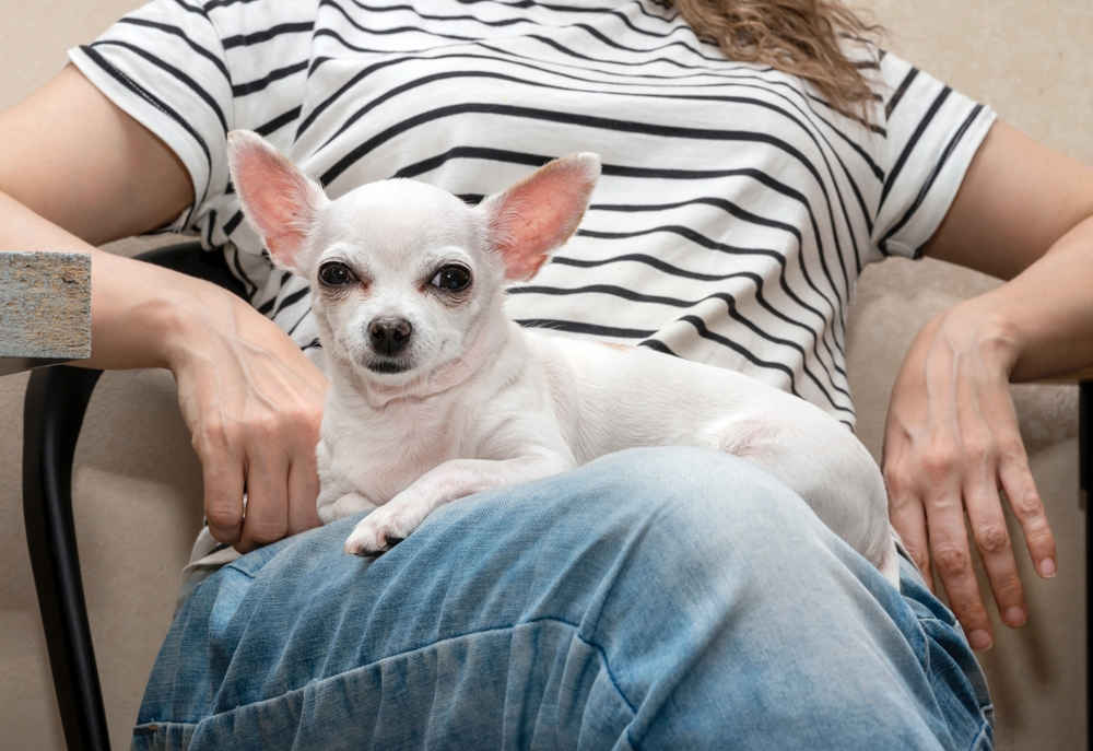 Why Does My Dog Lay on Me? Our Certified Dog Trainer Explains