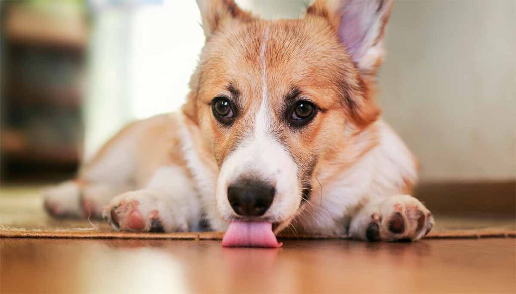 dog licking the carpet and floor