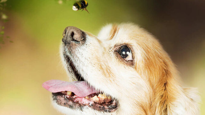 dog looking at a bee