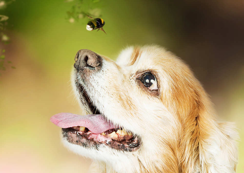 dog looking at a bee