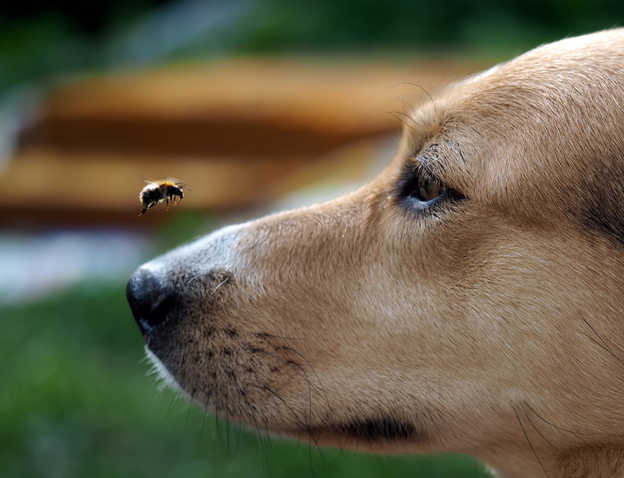 dog looking at a bee flying over his nose