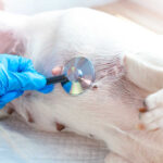 Close-up of a vet hand in a blue glove, examines a lying white dog with a stethoscope. Nipples of a nursing dog.