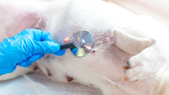 Close-up of a vet hand in a blue glove, examines a lying white dog with a stethoscope. Nipples of a nursing dog.