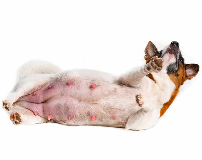 pregnant dog with nipples showing