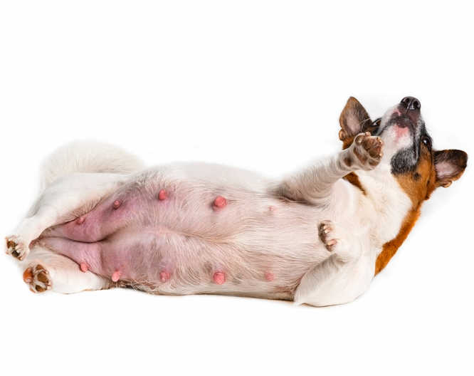 Signs Your Dog Is Going Into Labor - Senior Tail Waggers