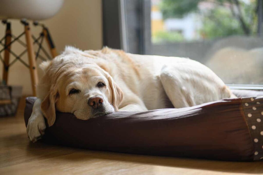 senior dog wandering at night