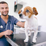 dog on veterinary table with vet in the back