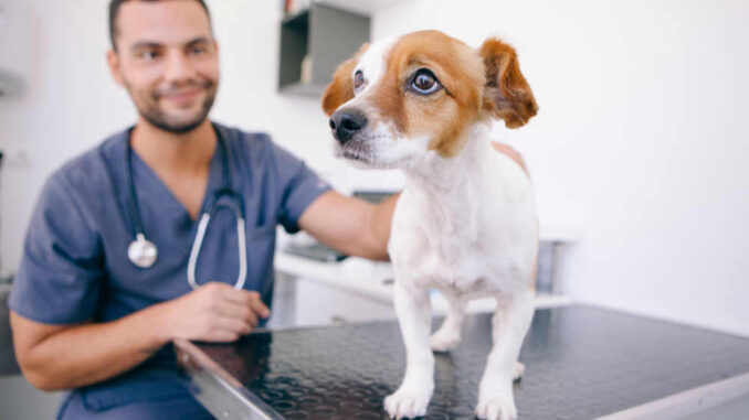 dog on veterinary table with vet in the back