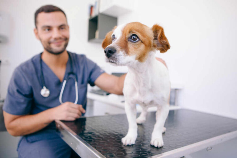 Dog Skin Tags: 10 Pictures + Veterinarian Advice