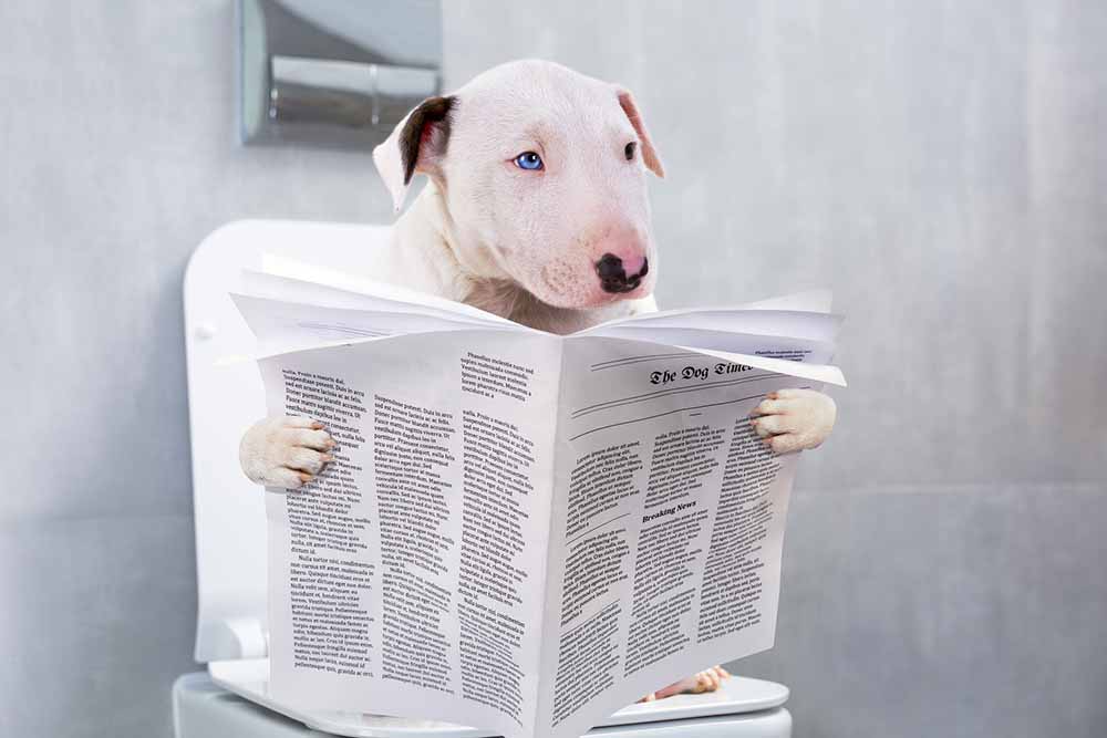 dog sitting on toilet