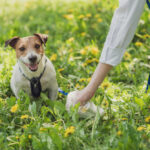 dog at the park with owner picking up after them