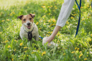 Pictures of Mucus in Dog’s Stools, With Veterinarian Comments