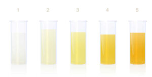 My Dog’s Pee is Clear: Should I Be Worried? [Vet Advice]