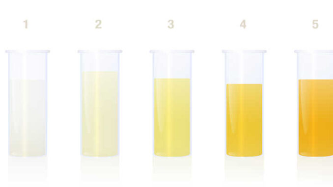 drawing showing various dog pee colors