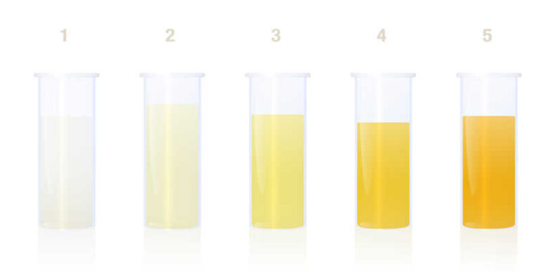 My Dog’s Pee is Clear: Should I Be Worried? [Vet Advice]