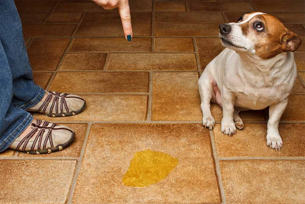 why is my dog peeing on my carpet