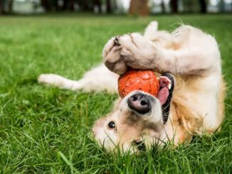 senior dog playing with a toy on grass