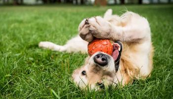 senior dog playing with a toy on grass