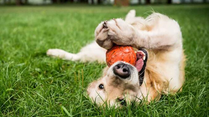 senior dog playing with a toy on grass