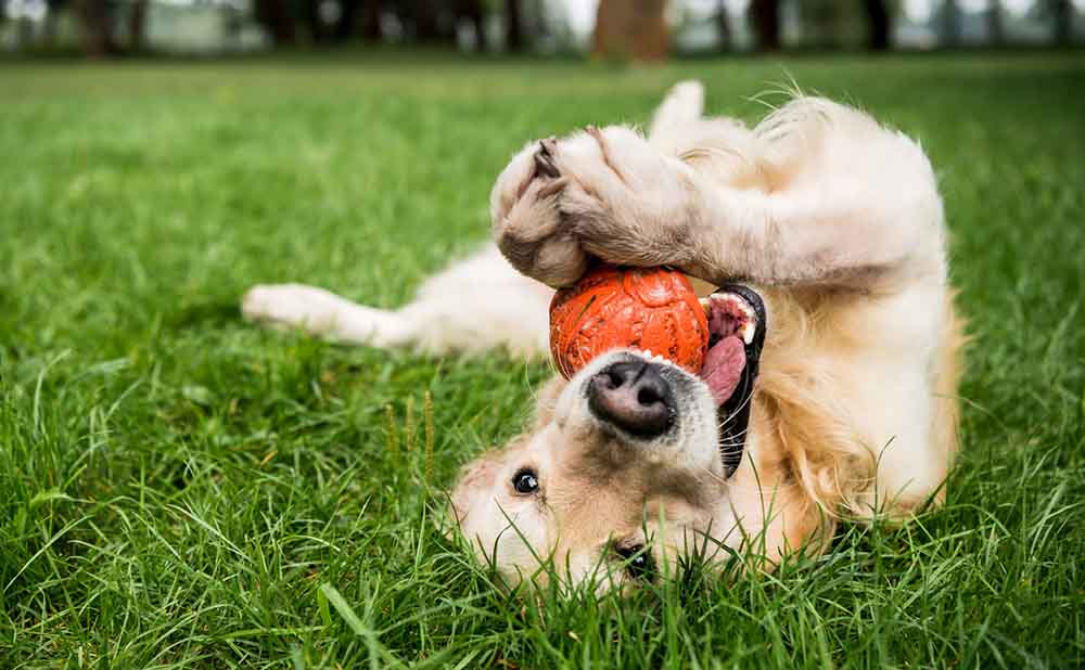 senior dog playing with a toy on grass