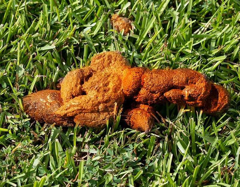 orange dog poop example that is less likely to be a concern