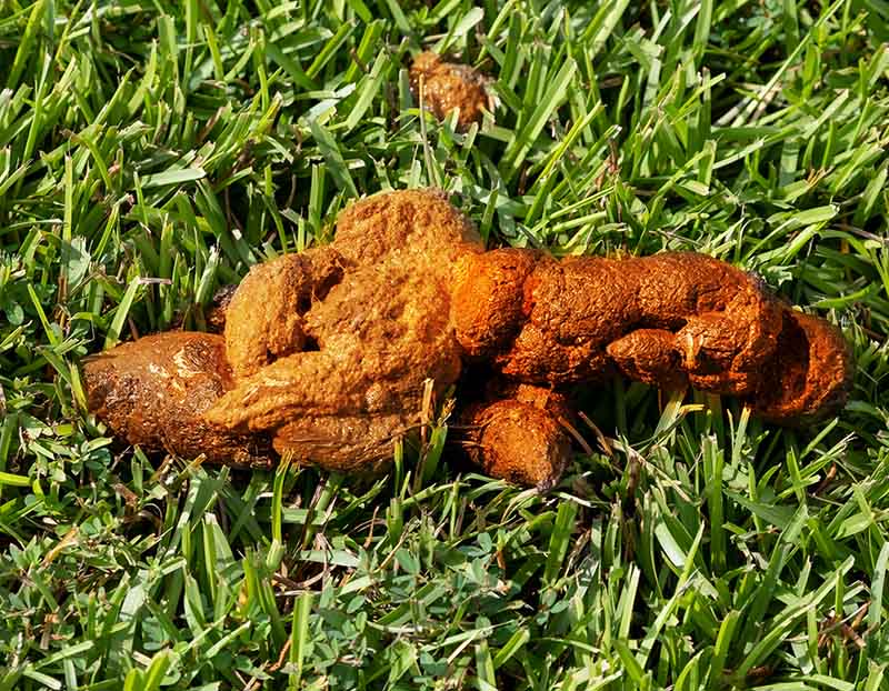 why is my dogs poop orange and soft