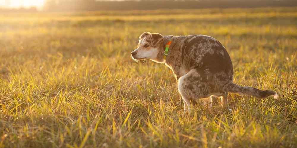 dog pooping in a field