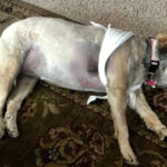 dog recovering from lipoma surgery