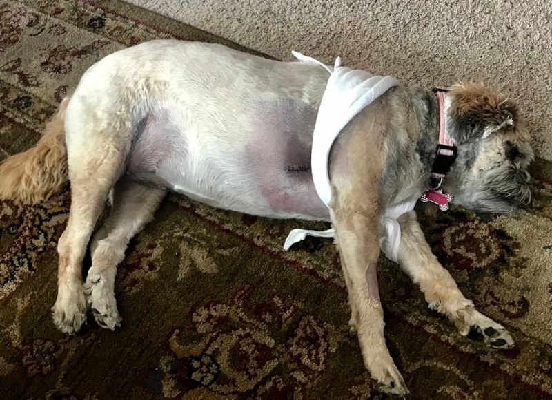 dog recovering from lipoma surgery (lipoma near the armpit)