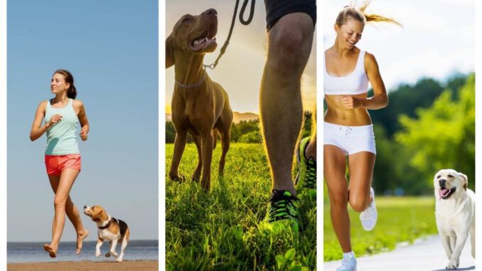 what dogs are best for running