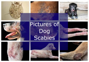 12 Pictures of Dog Scabies [With Veterinarian Comments]