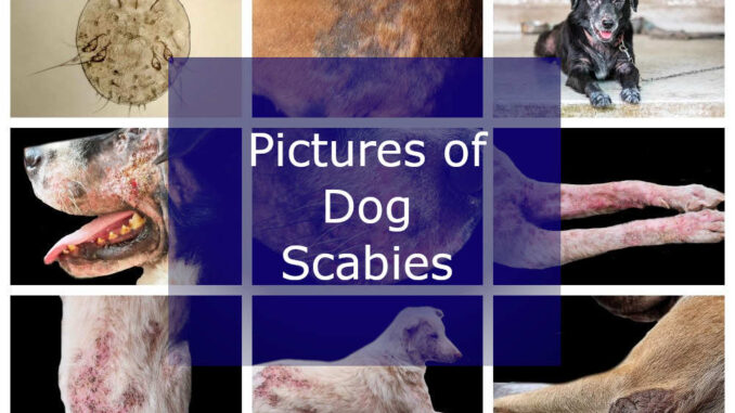 featured image showing collage of dog scabies pictures