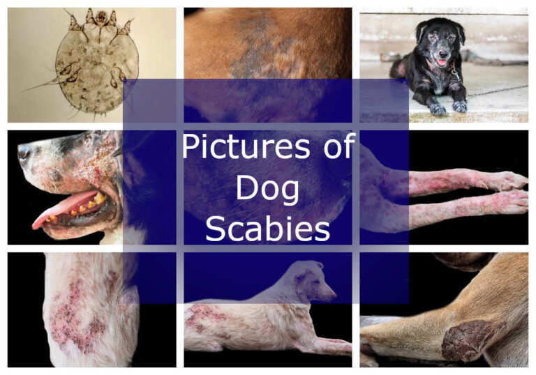 12 Pictures of Dog Scabies [With Veterinarian Comments]
