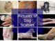 featured image showing collage of dog scabies pictures
