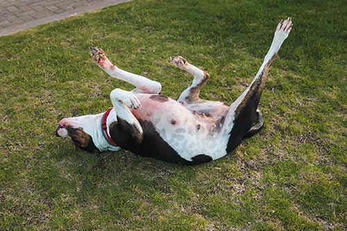 dog scratching itchy back on grass field