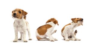 Itchy Dog Losing Hair? Vet Shares 6 Causes With Images