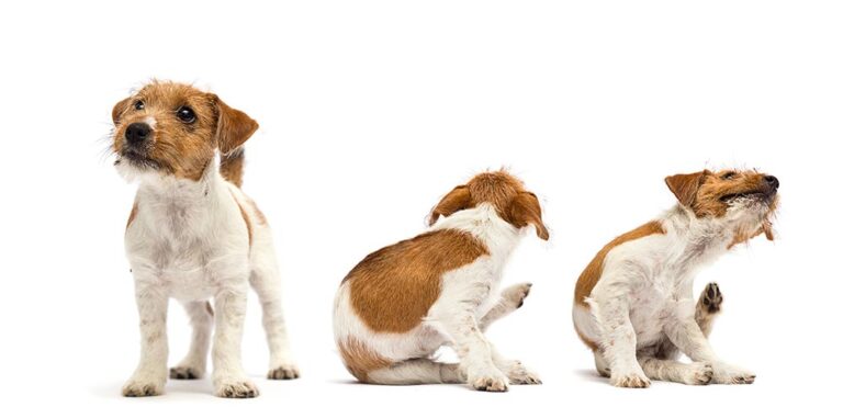Itchy Dog Losing Hair? Vet Shares 6 Causes With Images
