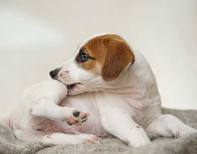 dog scratching his backleg because of parasite issues