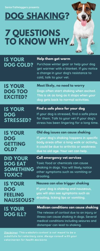 dog-shaking-7-easy-questions-to-find-out-why-vet-advice