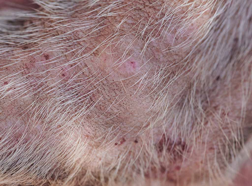 dog skin scabs after flea bites