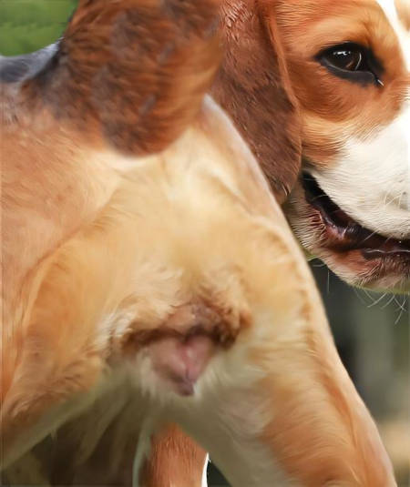 closeup picture of a female dog in heat