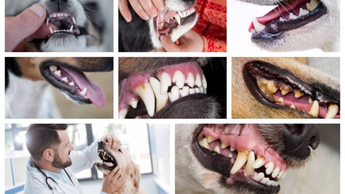 collage of dog teeth pictures by age of the dog