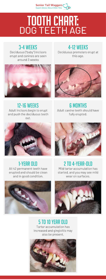 dog teeth age chart from 3-4 weeks old to 10 years old