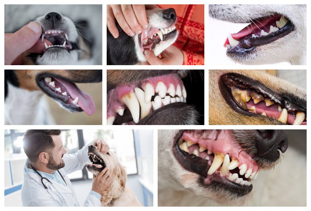 dog teeth diagram