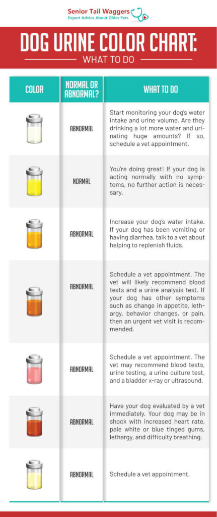 Dog Pee Color Chart: What Abnormal Urine Colors Mean