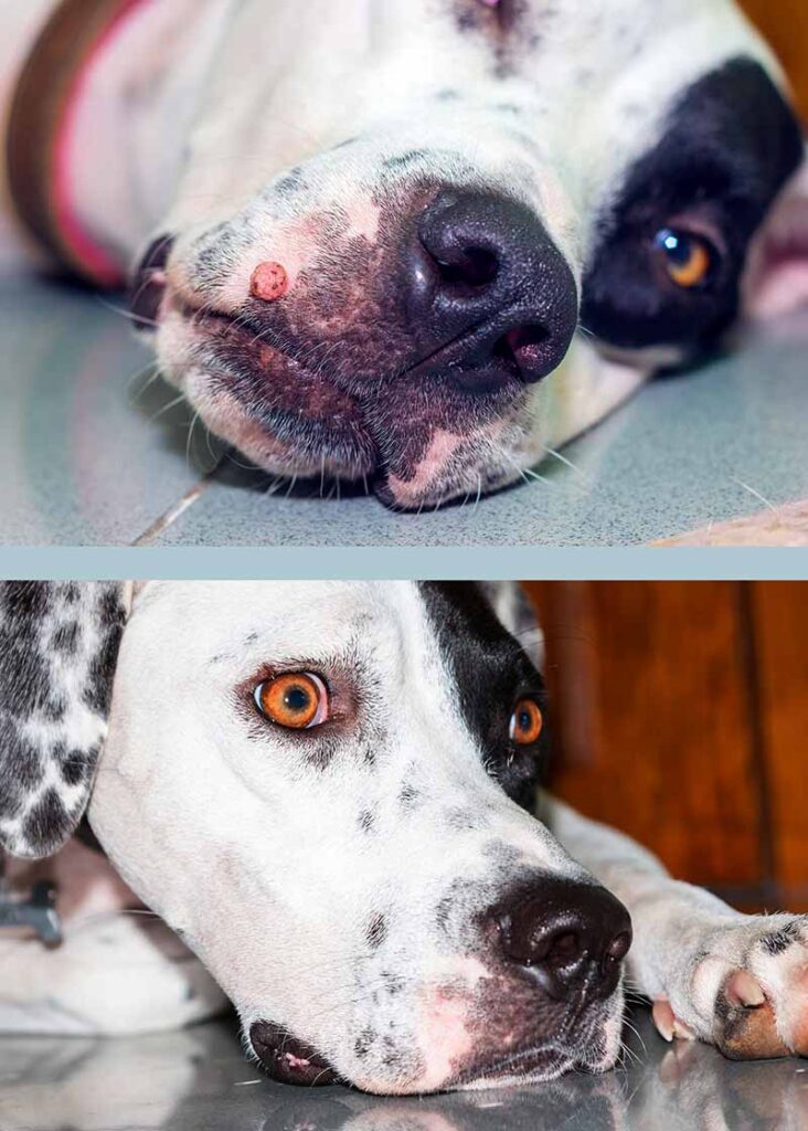 before and after picture showing a dog wart removed