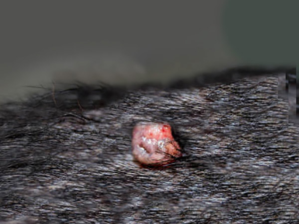 wart on a black dog