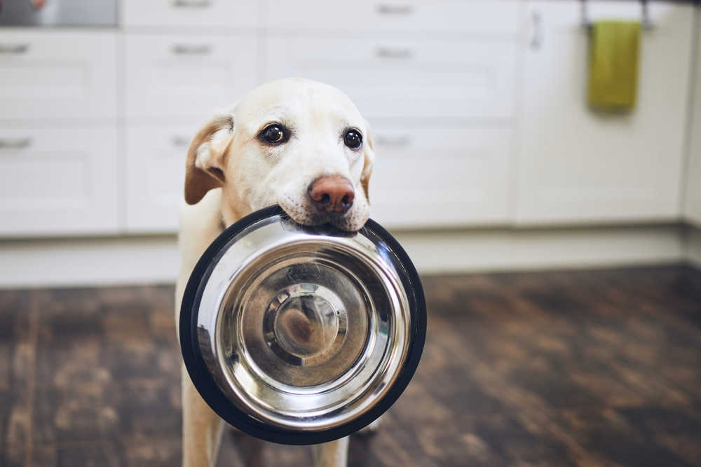 hungry dog holding food bowl in his mouth