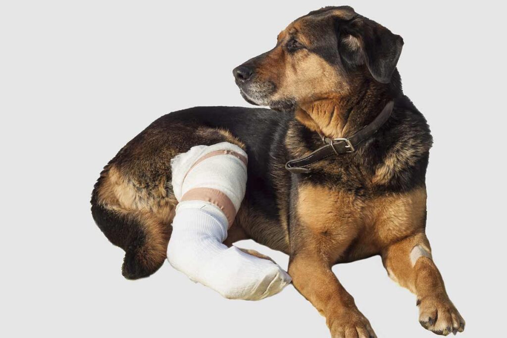 dog with broken leg