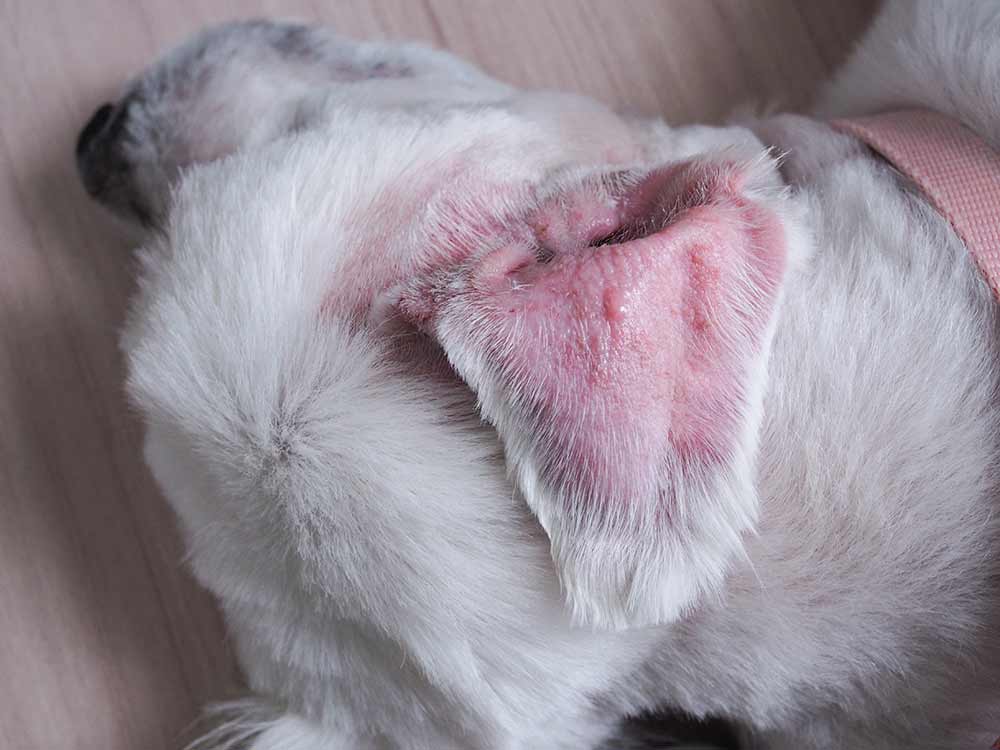 can i use monistat on dogs ear